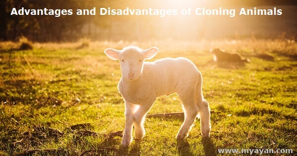 Advantages and Disadvantages of Cloning Animals
