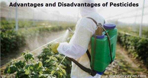 disadvantages of pesticides in points