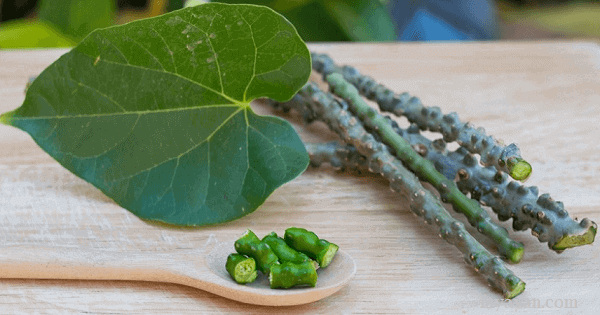 Giloy Benefits for Skin, Weight Loss, Diabetes & Fever