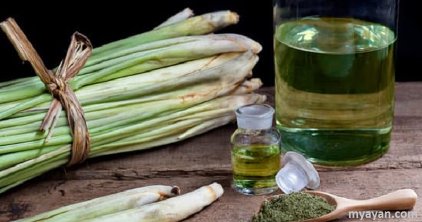 Lemongrass Benefits and Side Effects - Pros and Cons