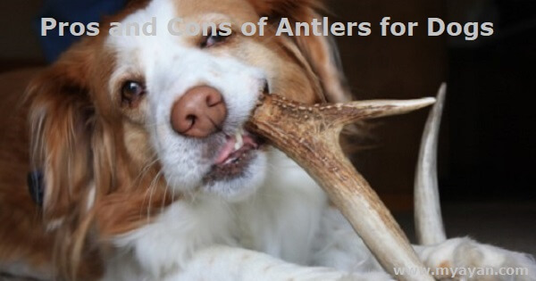 Pros and Cons of Antlers for Dogs