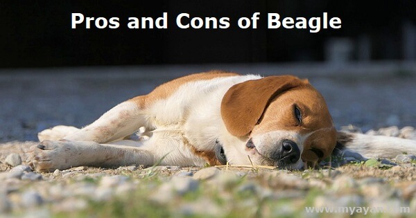Pros and Cons of Beagle