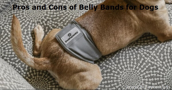Pros and Cons of Belly Bands for Dogs