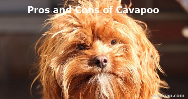 Pros and Cons of Cavapoo
