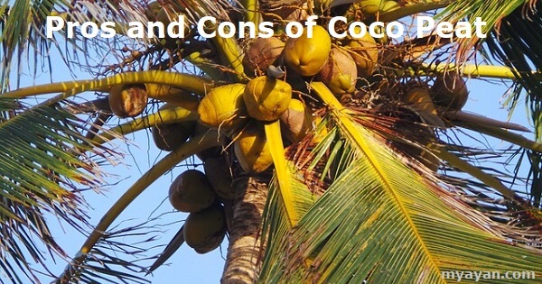 Pros and Cons of Coco Peat