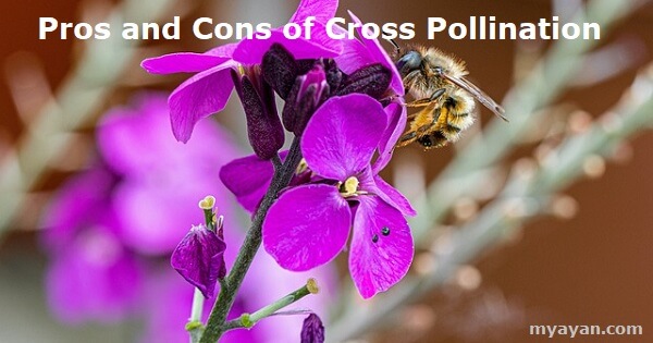 Pros and Cons of Cross Pollination