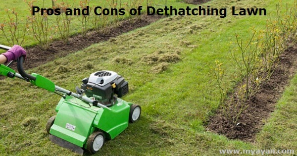 Pros and Cons of Dethatching Lawn