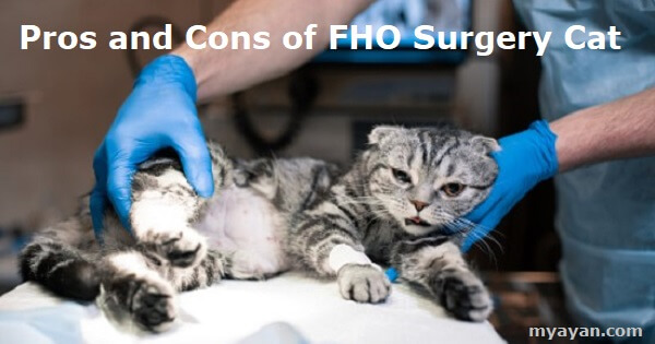 Pros and Cons of FHO Surgery Cat
