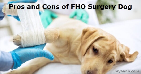 Pros and Cons of FHO Surgery Dog