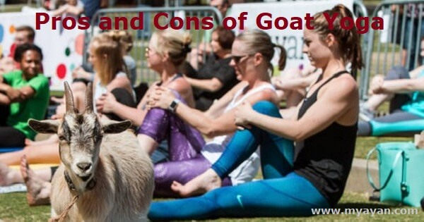 Pros and Cons of Goat Yoga - Benefits Yoga Poses Practiced
