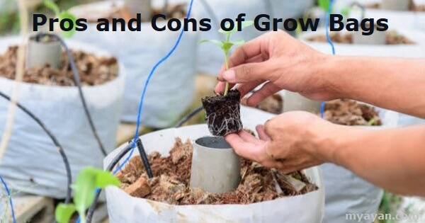 Pros and Cons of Grow Bags