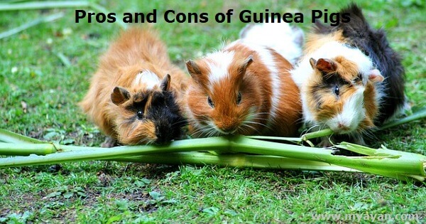 Pros and Cons of Guinea Pigs