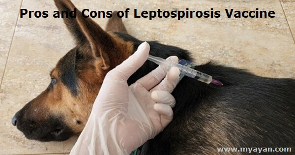 Pros and Cons of Leptospirosis Vaccine
