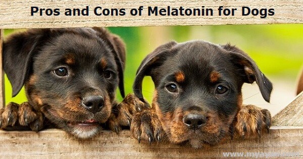 Pros and Cons of Melatonin for Dogs